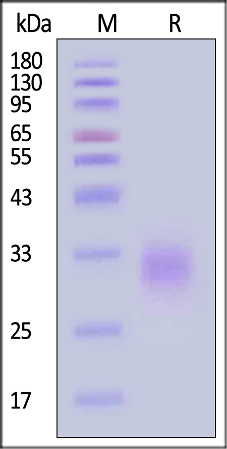 TN5-H52H3-sds