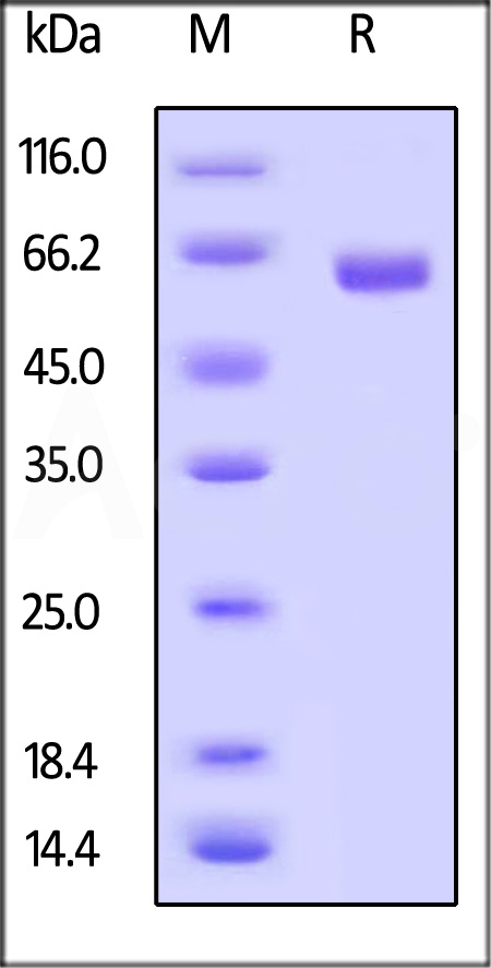 CD40 SDS-PAGE