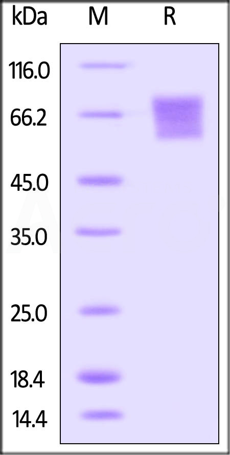 TN7-H82F6-sds