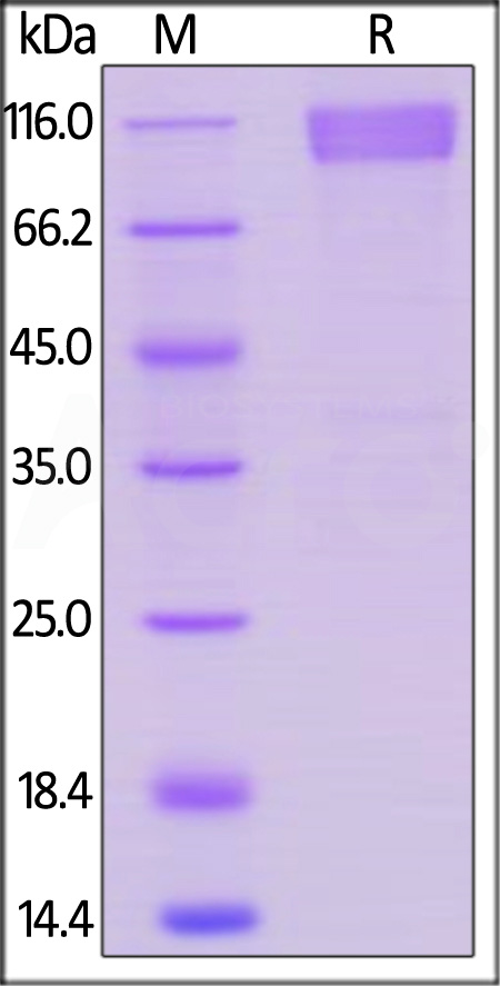 CD30 SDS-PAGE