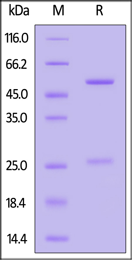 TNF-alpha SDS-PAGE