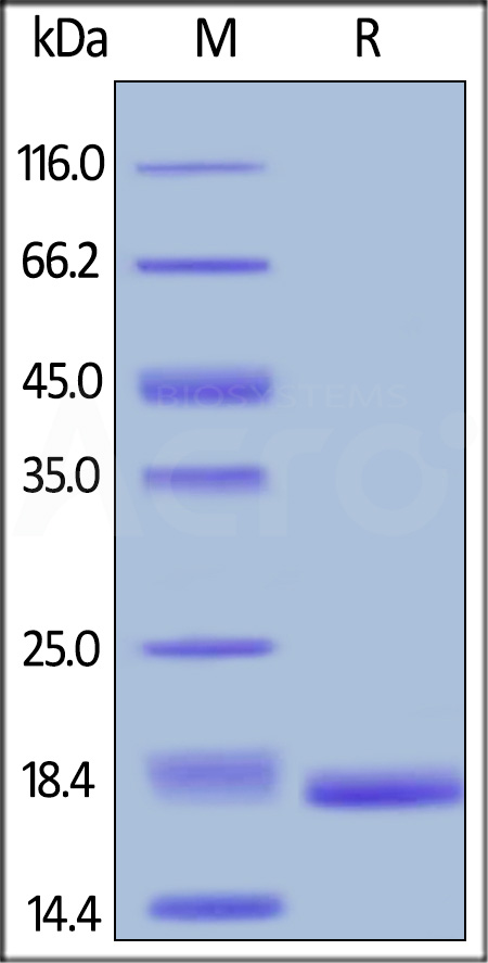 TNF-alpha SDS-PAGE