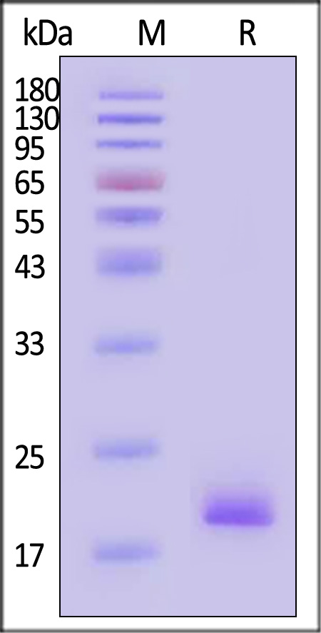 TNA-H82E3-sds