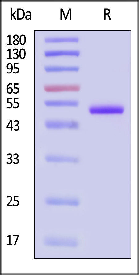 TNF-alpha SDS-PAGE