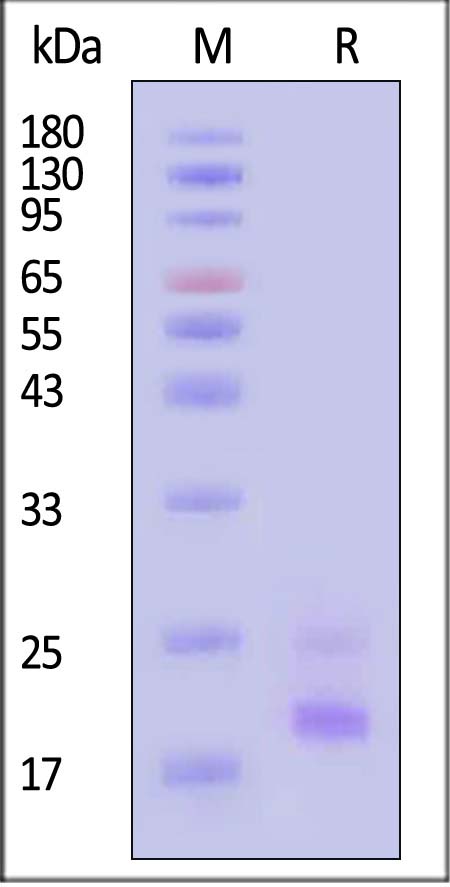 TNF-alpha SDS-PAGE