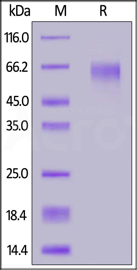 TPG-M52H3-sds