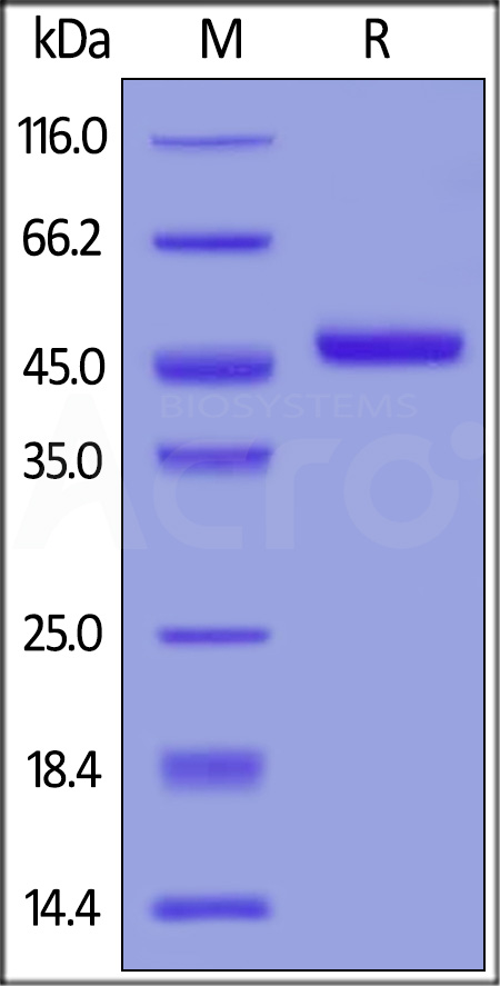 TRAIL R1 SDS-PAGE