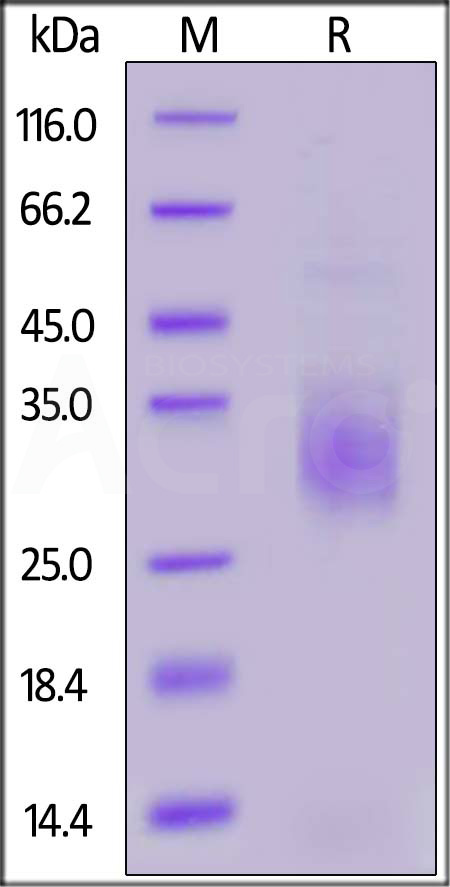 TR2-C52H3-sds