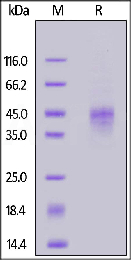 Canine TROP-2, His Tag (Cat. No. TR2-C52H4) SDS-PAGE gel