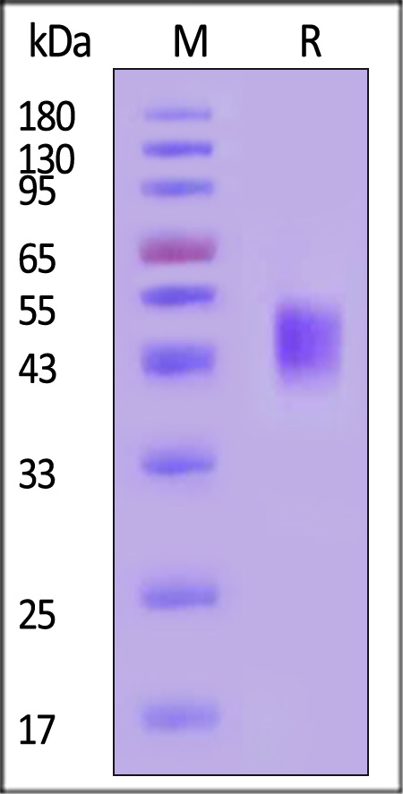 TR2-C52H5-sds