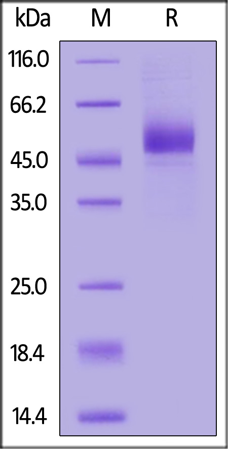 TR2-H5257-sds