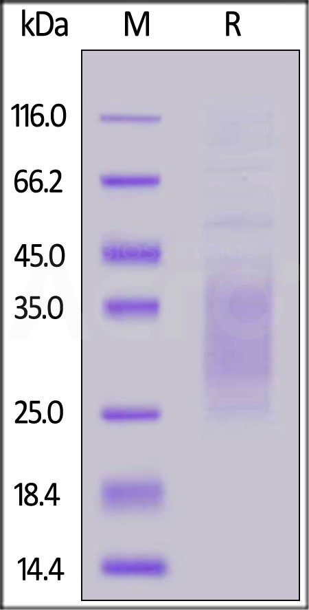 TR2-M52H3-sds