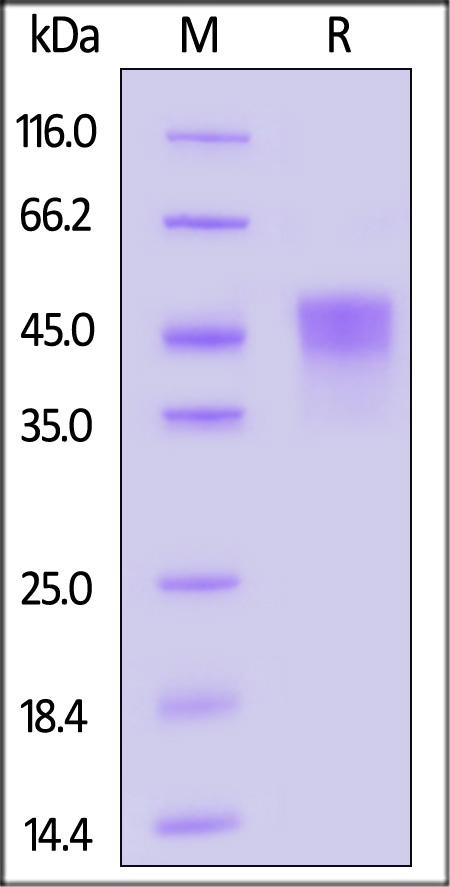 TR2-M82E9-sds