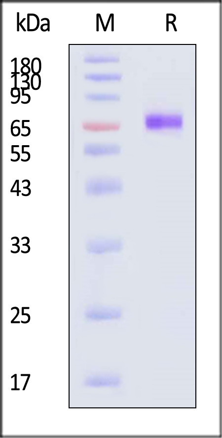 TROP-2 SDS-PAGE