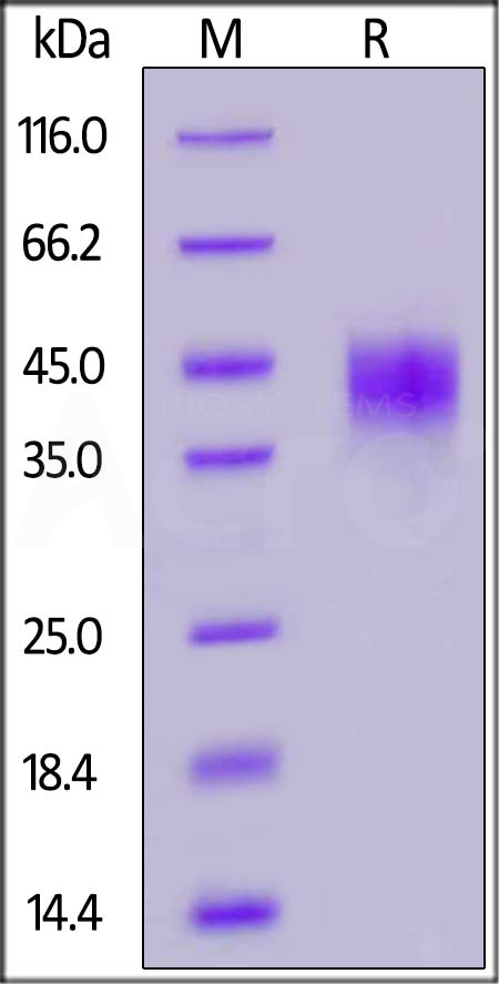 TROP-2 SDS-PAGE