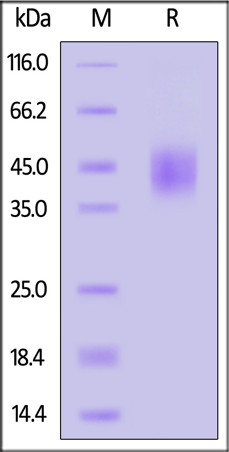 TROP-2 SDS-PAGE