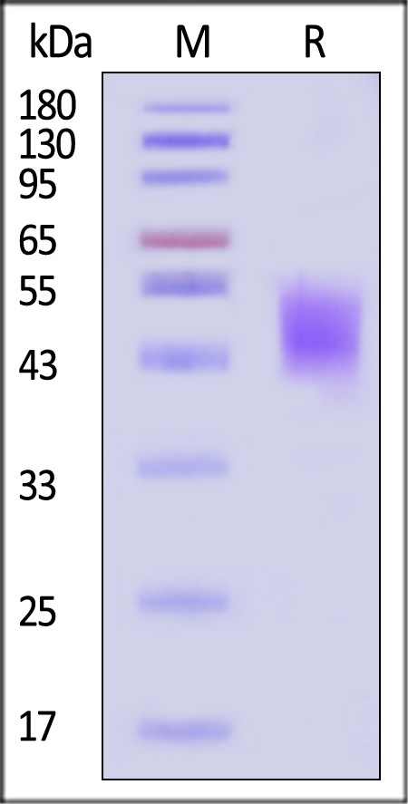 TROP-2 SDS-PAGE