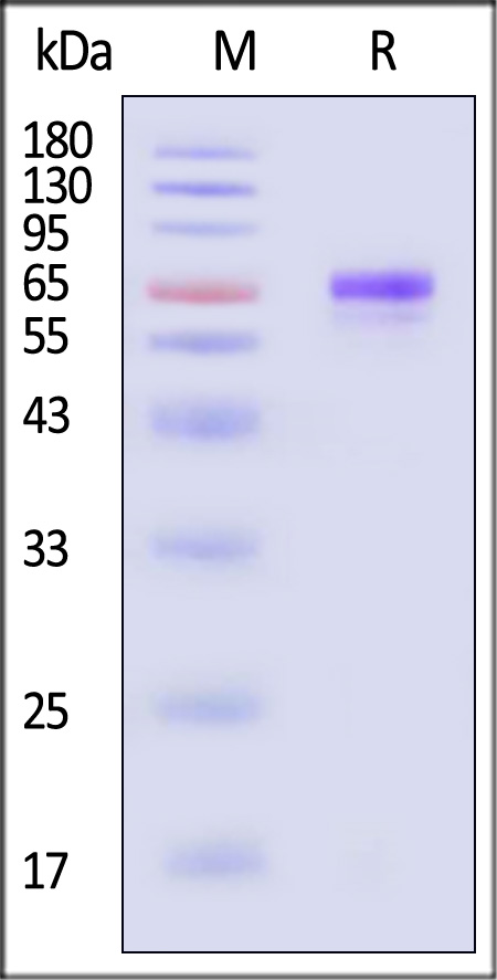 TROP-2 SDS-PAGE