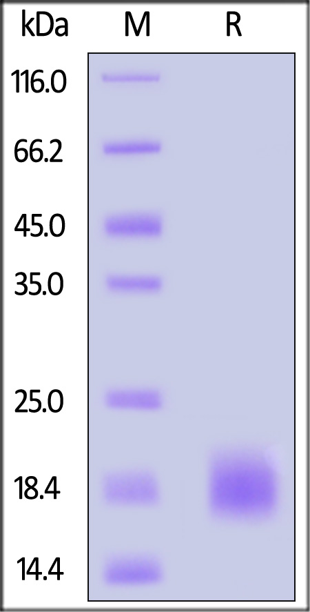 TS8-C5247-sds