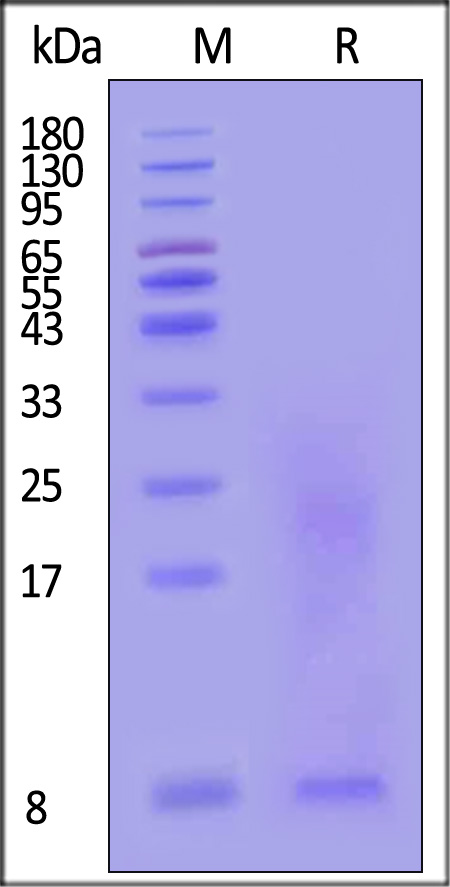 TSP-C52H8-sds