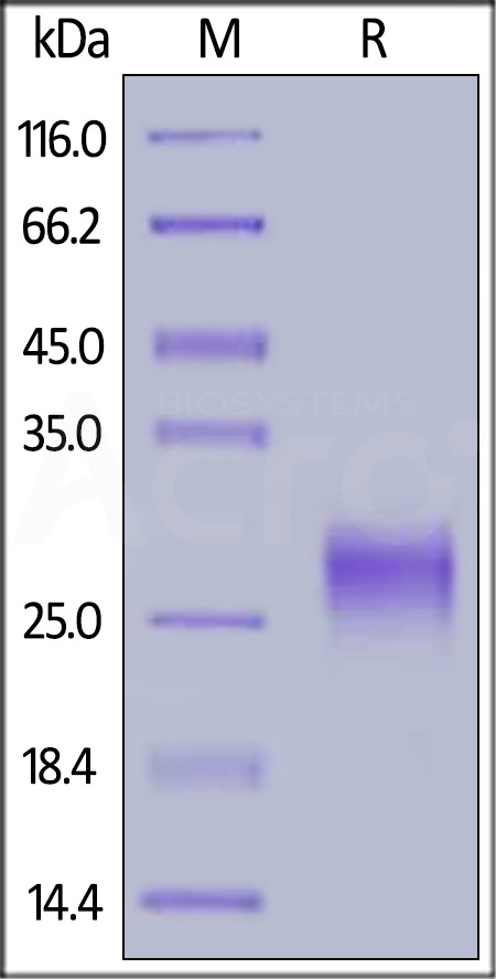 TSP-H82E0-sds