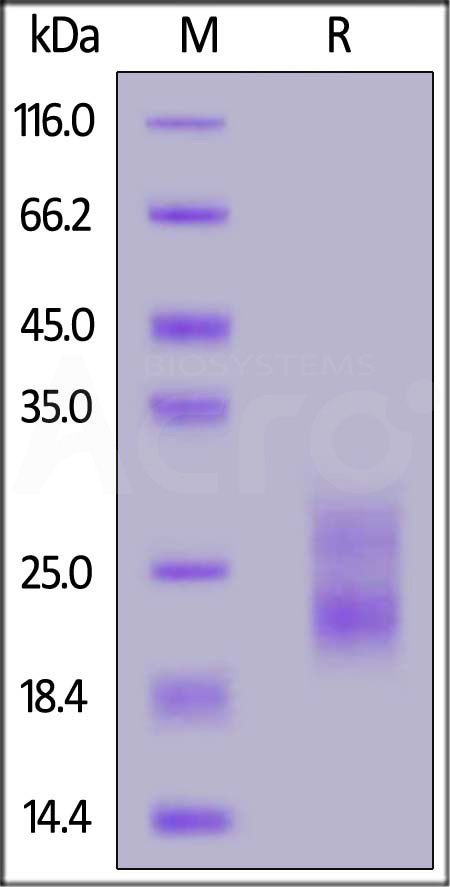 TSP-R52H3-sds