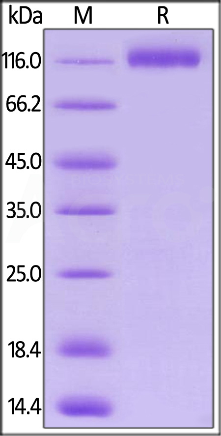 VEGF R1 SDS-PAGE