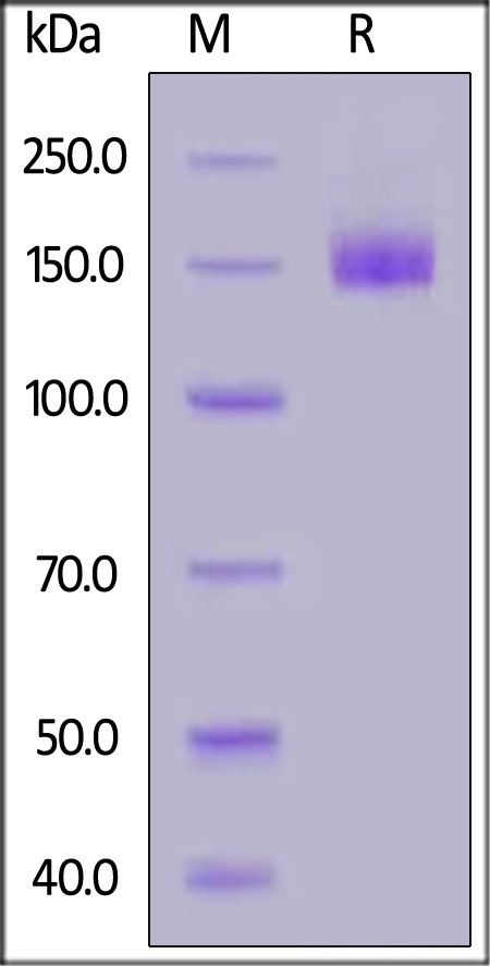 VEGF R2 SDS-PAGE