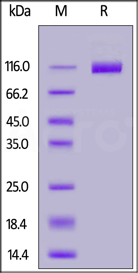 FITC-Labeled Human VEGF R2, His Tag (Cat. No. VE2-HF254) SDS-PAGE gel