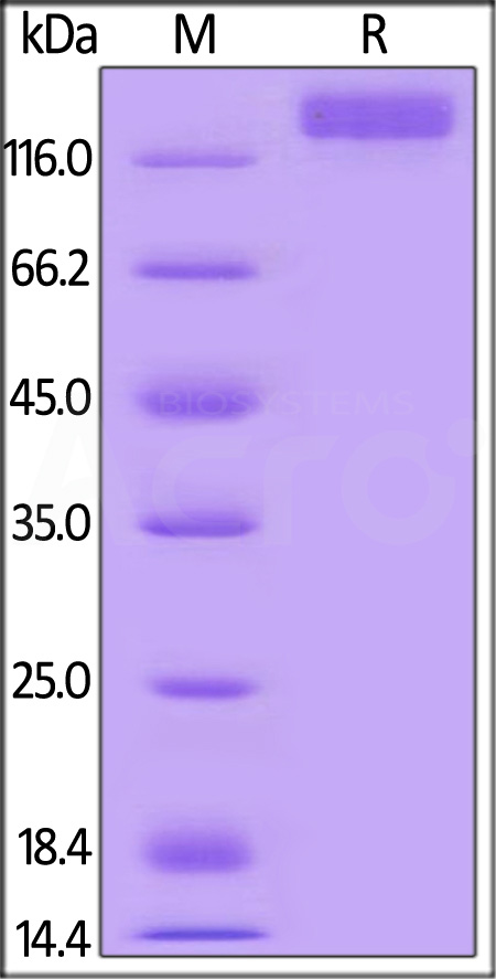 VEGF R2 SDS-PAGE