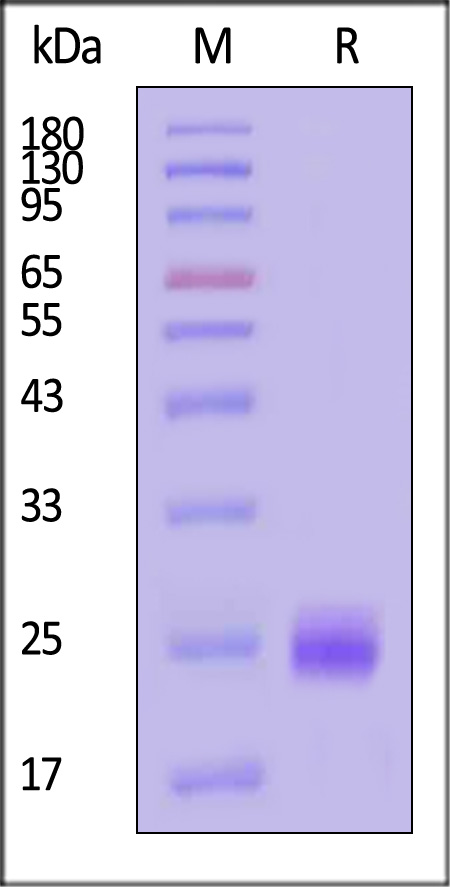 VEGF165 SDS-PAGE