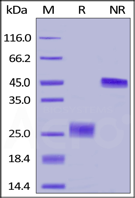 VEGF165 SDS-PAGE