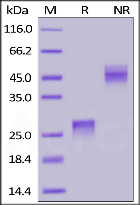 VEGF165 SDS-PAGE