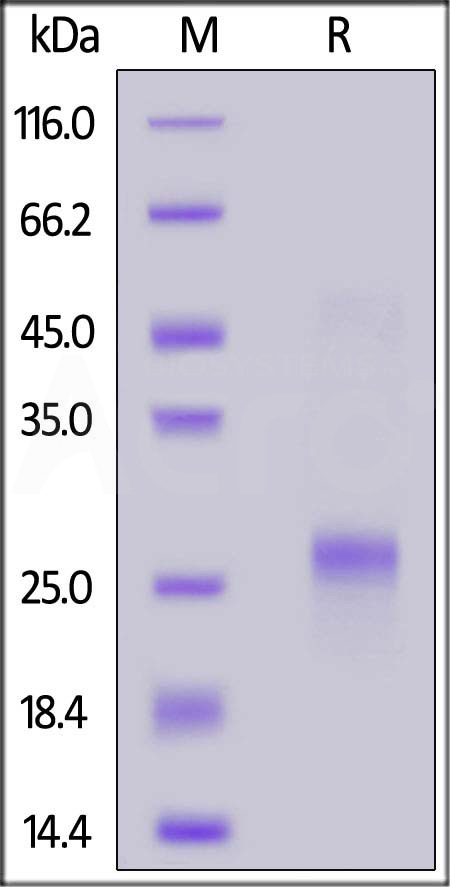 VEGF165 SDS-PAGE