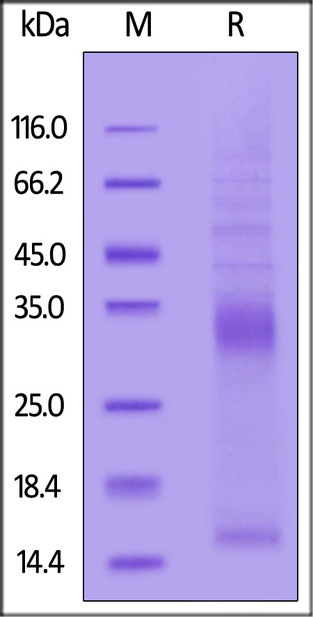 VEGF-B SDS-PAGE