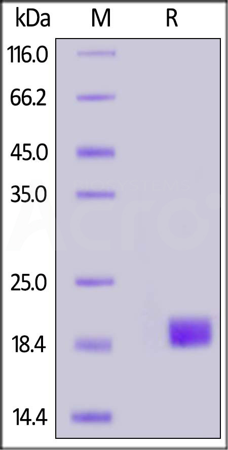 VEGF-D SDS-PAGE