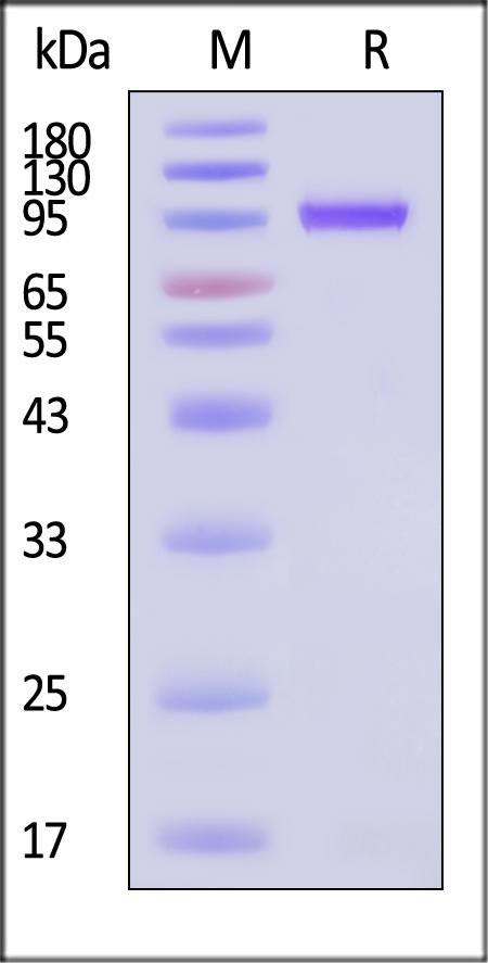 VP1-A5146-sds