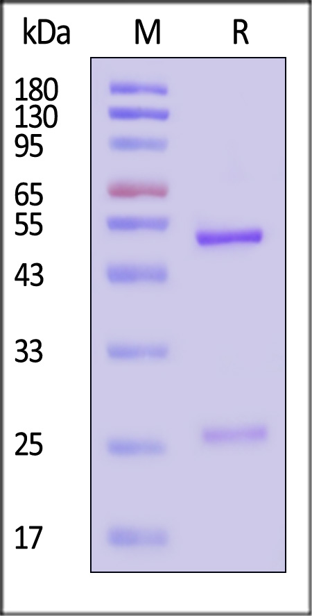 VP4 SDS-PAGE