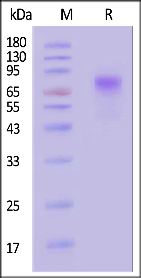 VP4-R5243-sds