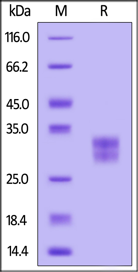 VS2-H5225-sds