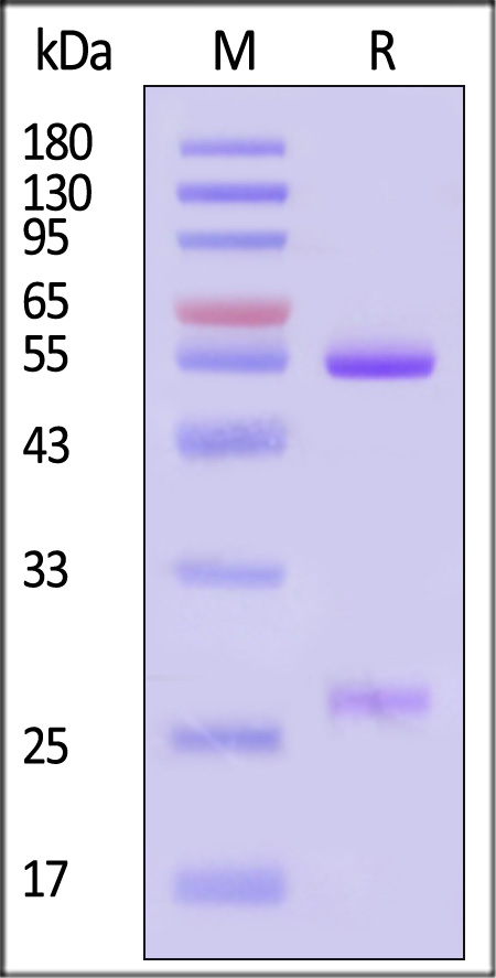 VZV-BLM545-sds