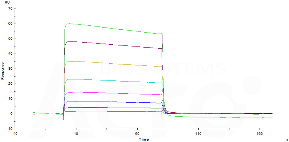 Human_FcRn_Heterodimer_Protein_SPR