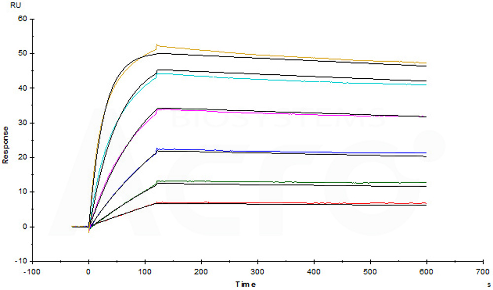  CD19 SPR