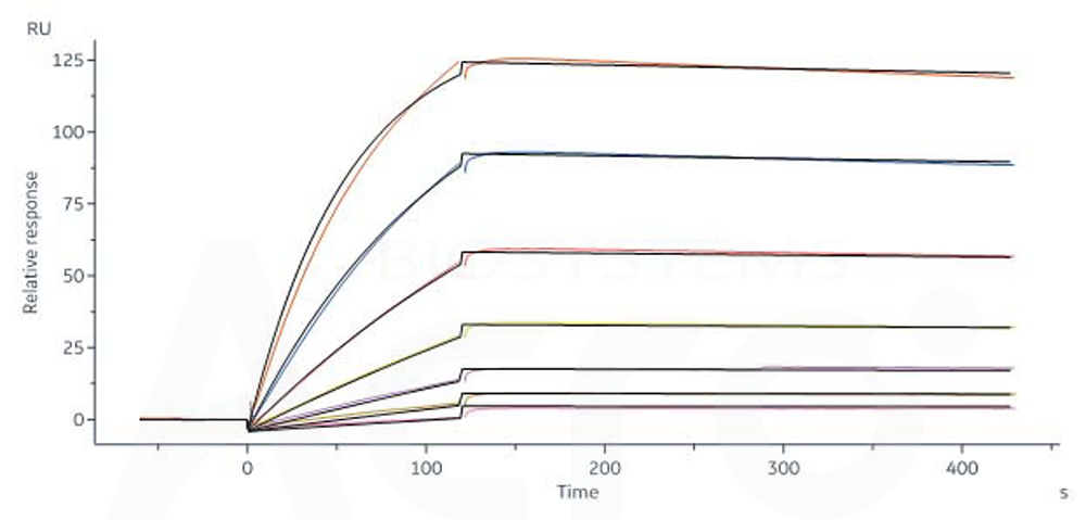  CD19 SPR