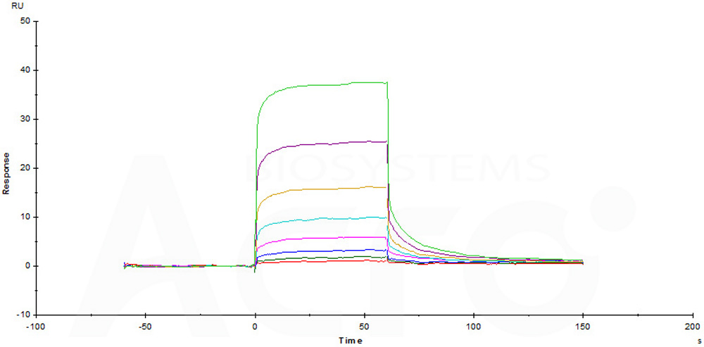 Human_FcRn_Heterodimer_Protein_SPR