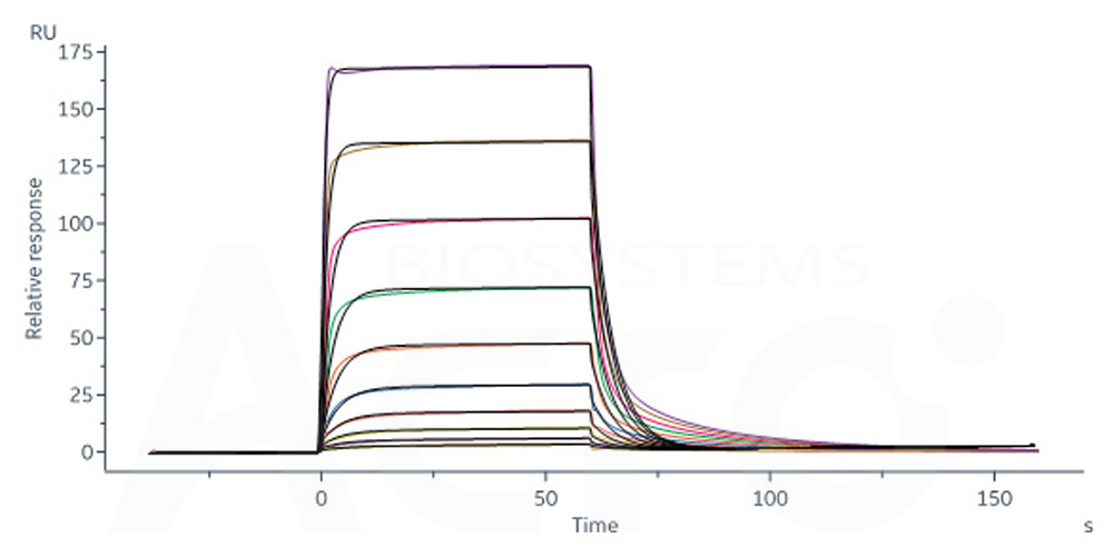  Fc gamma RIIIA / CD16a SPR