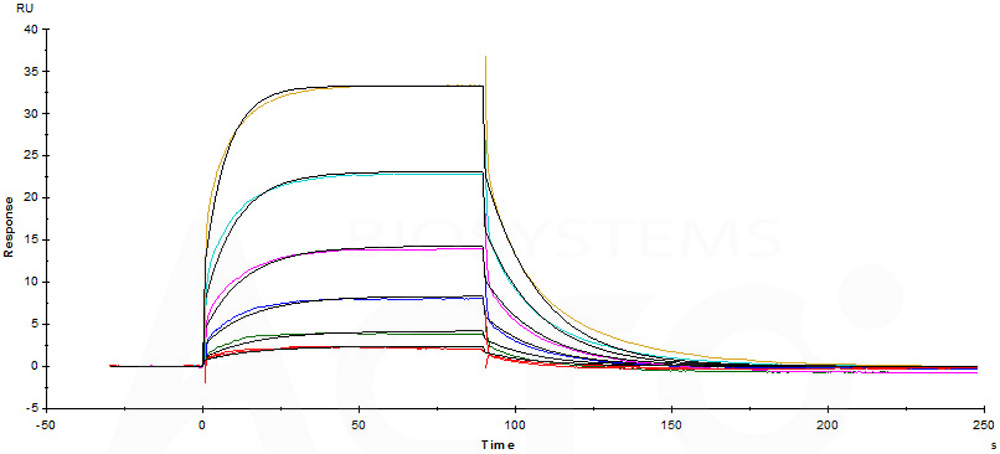 Human_FcRn_Heterodimer_Protein_SPR