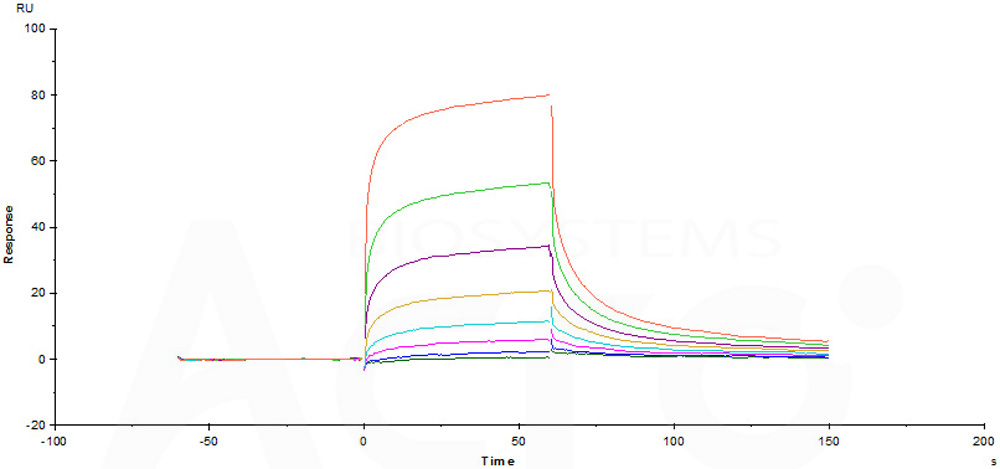 Human_FcRn_Heterodimer_Protein_SPR