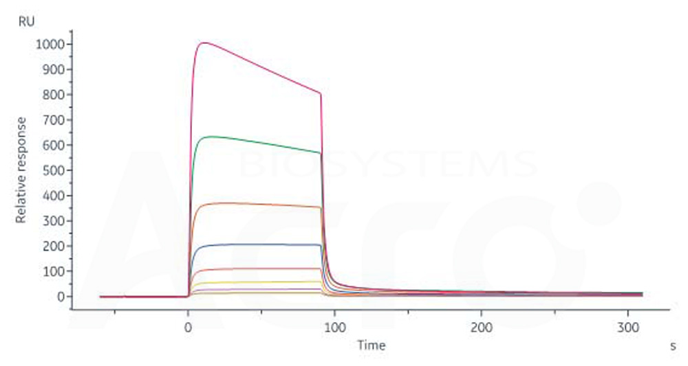 Human_FcRn_Heterodimer_Protein_SPR