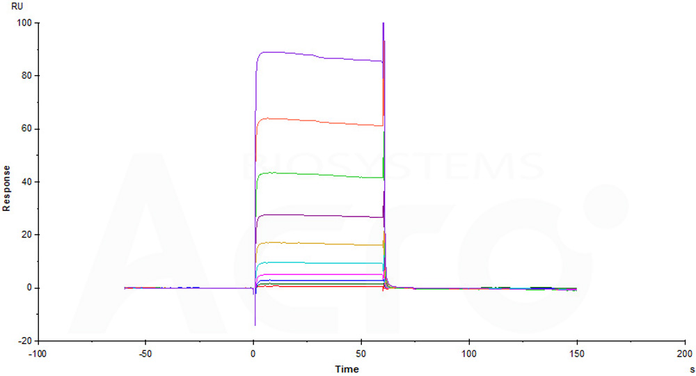 Human_FcRn_Heterodimer_Protein_SPR